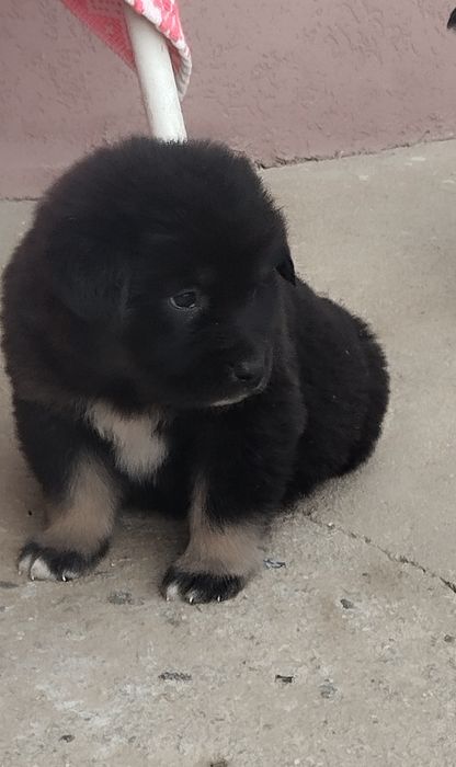 Mascul Ciobanesc corb cu pedigree tip A