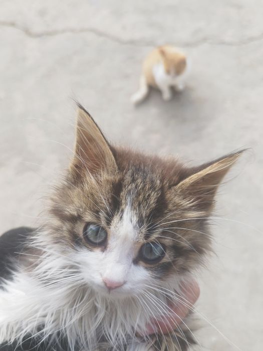 Подарявам котенца