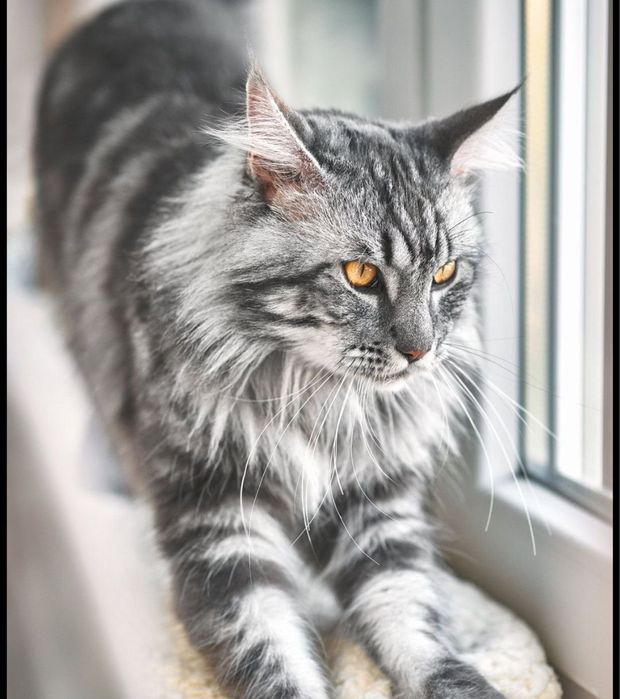 Срочно Мейкун мальчик