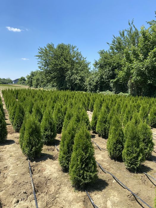 Vand tuia plante ornamentale pentru gard viu flori pomi
