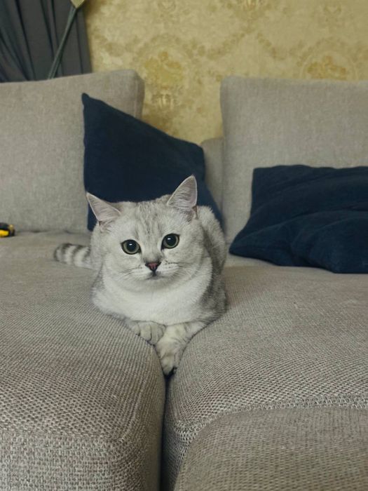 Шотландская серебристая шиншилла