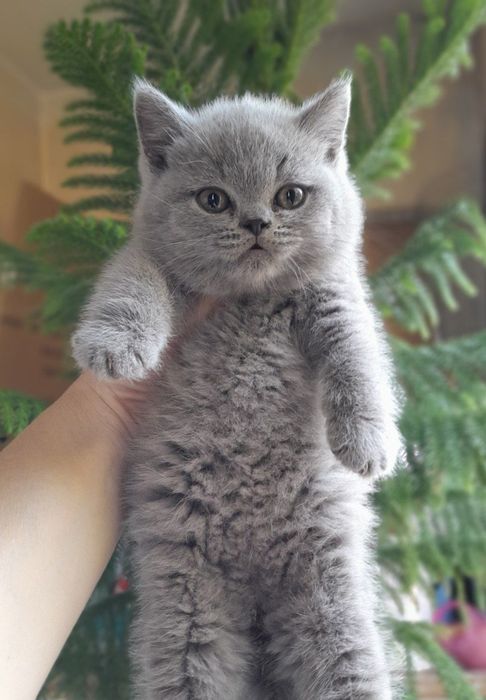 Продаются чистокровные Британцы