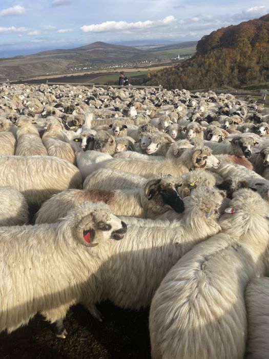 Oi de vanzare..bune..