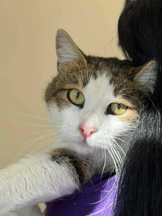 Мъжко коте търси дом