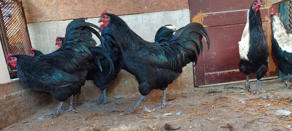 Vand cocosi australorp negru
