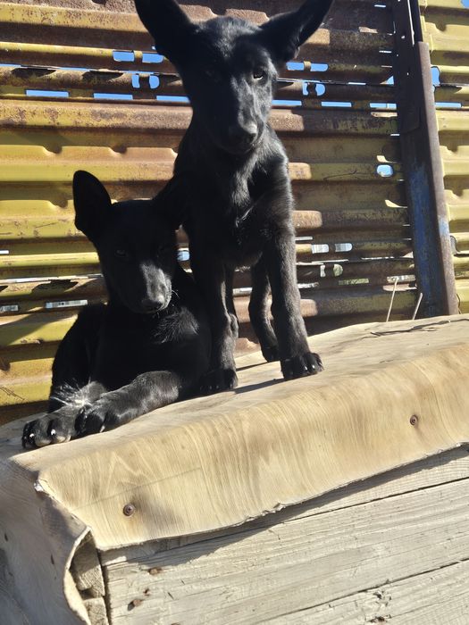 Щенки немецкой овчарки