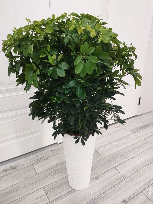 Цветы. Подарки. С доставкой