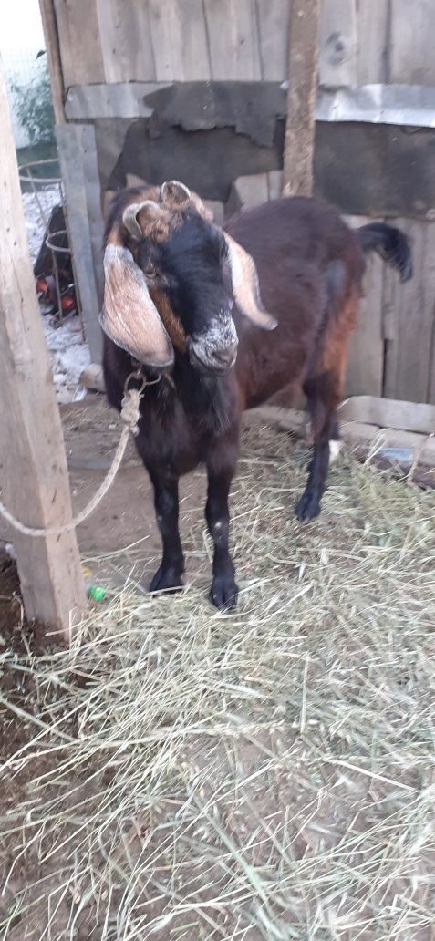 Vând țap în vârstă de un an