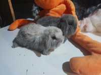 Iepuri Berbec Pitic Mini Lop Holland Lop Mini Toys  Cadoul Ideal