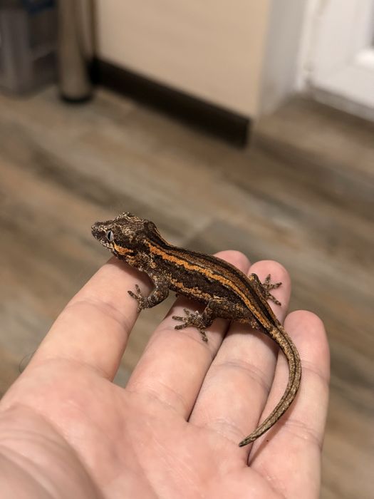 Ушат гекон (Rhacodactylus auriculatus)