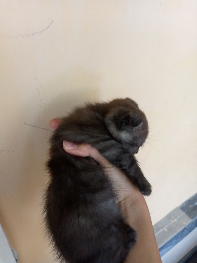 Котёнок страйт фольд