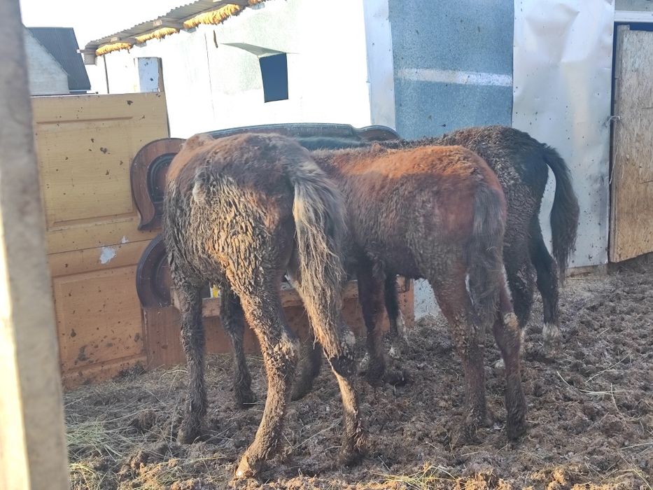 Продам Жеребят с откорма