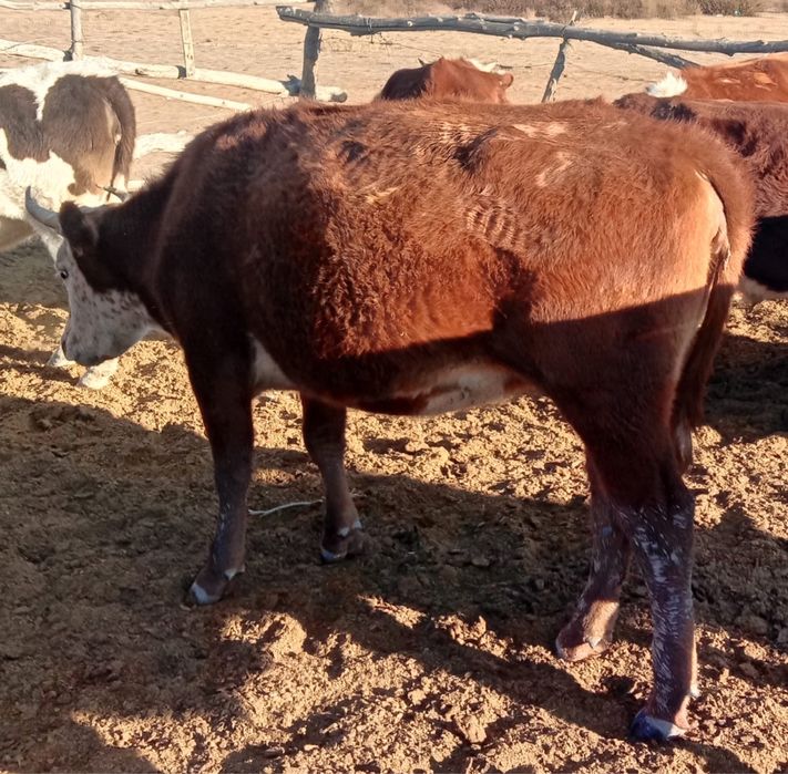 Продается телка..