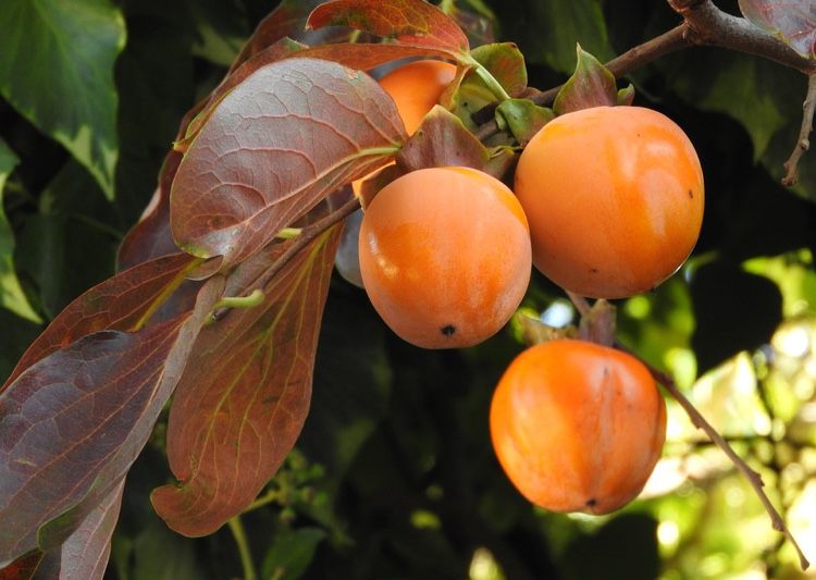Kaki Rodiu Smochin Kiwi Moșmon