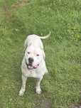 Mascul Dog argentinian
