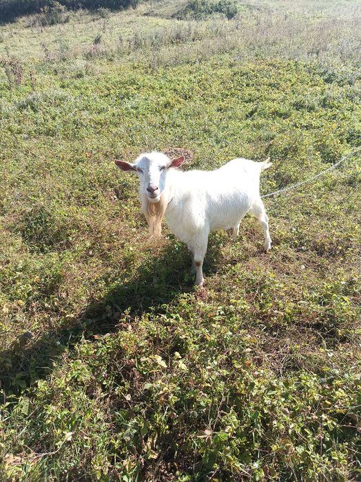 Vând țap saanen bun de monta
