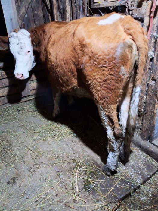 Vând vacă la prima fătare