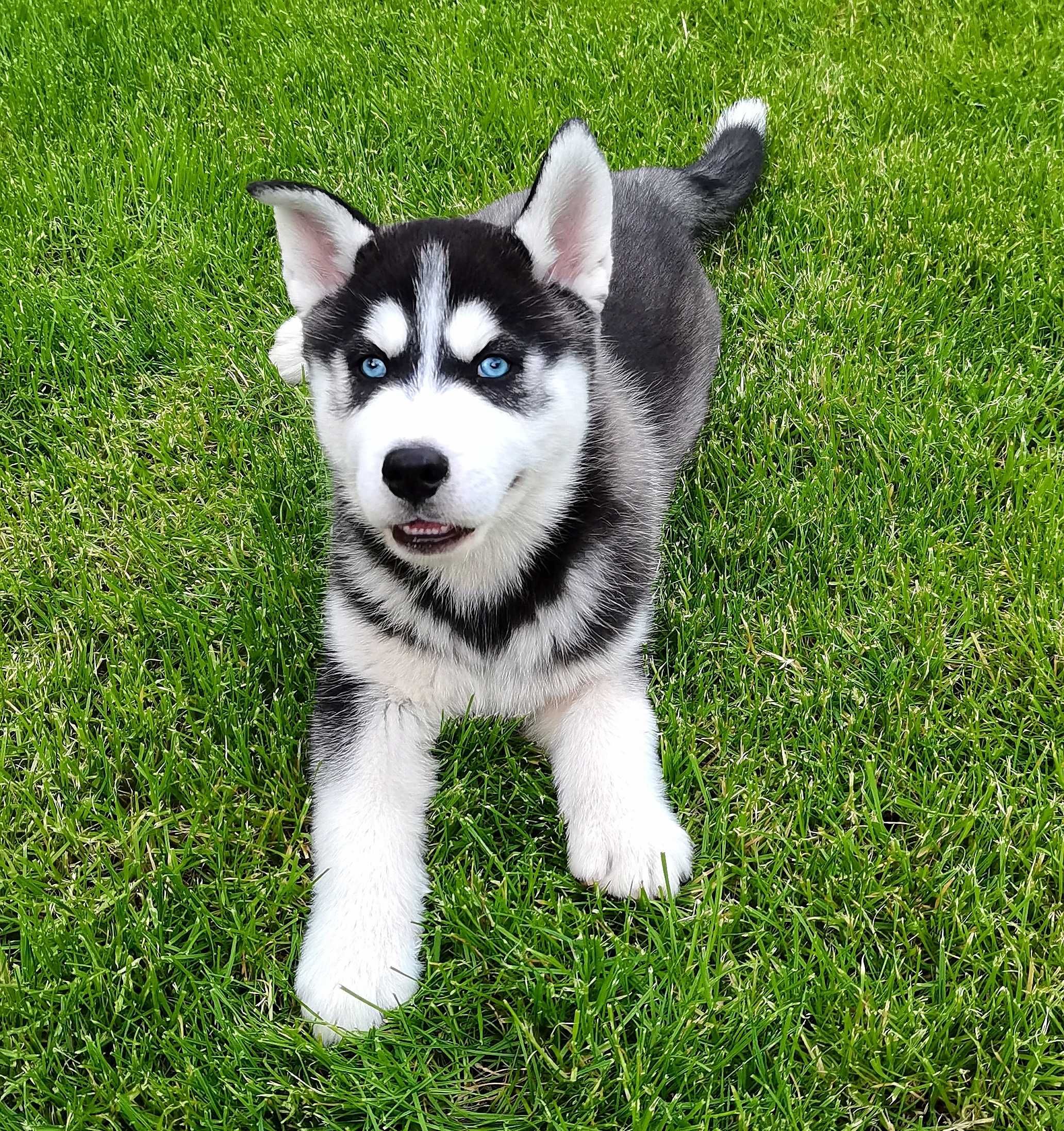 Pui Husky Siberian mascul, părinți mari campioni