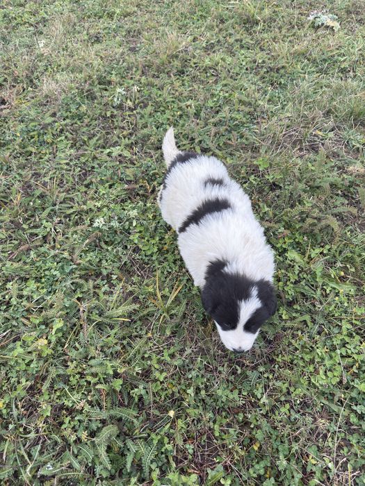 Femela ciobanesc de bucovina