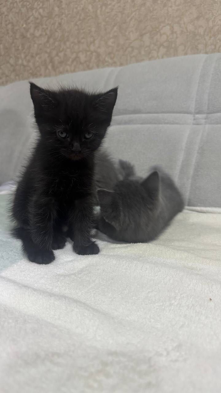 Продаются Мейнкун котята