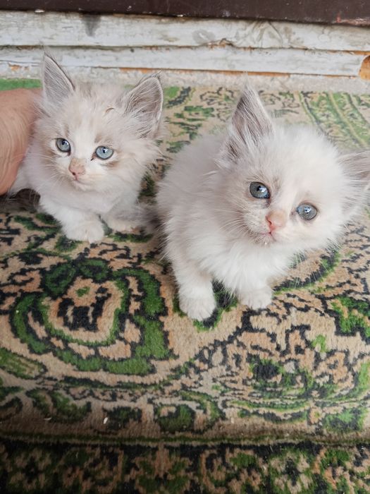 Котята бесплтно отдам