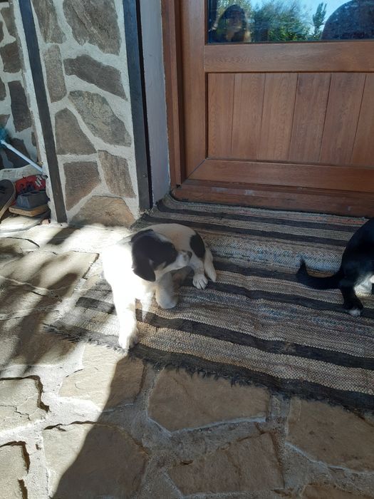 Малки кученца  се ПОДАРЯВАТ  Добрич