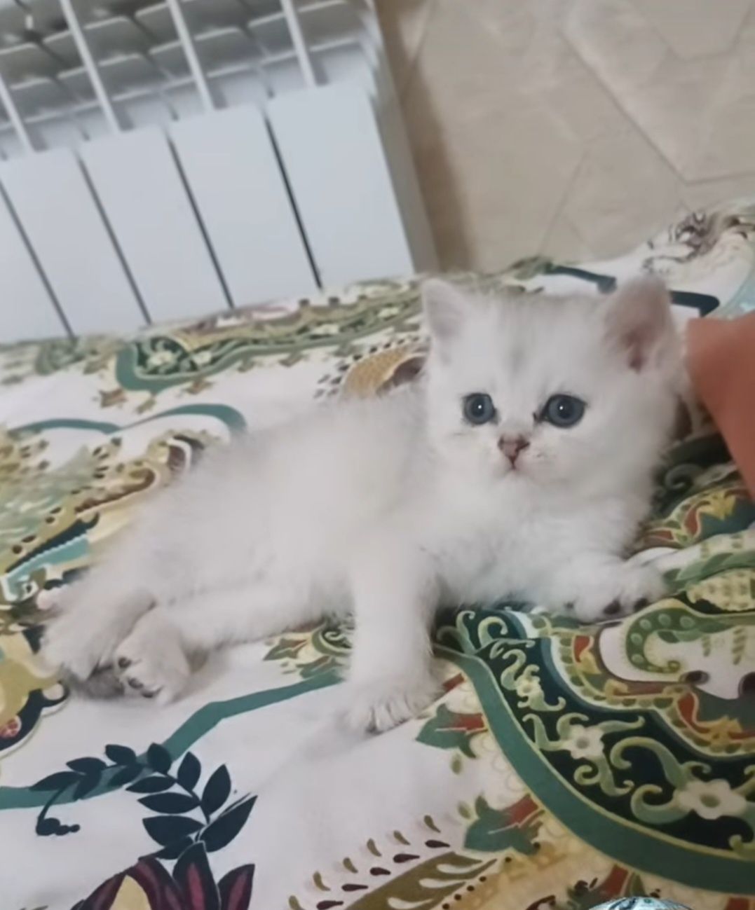 Shinshilla mushukchamiz sotuvda