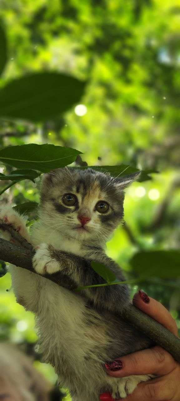 Котёнок, девочка, 2 месяца