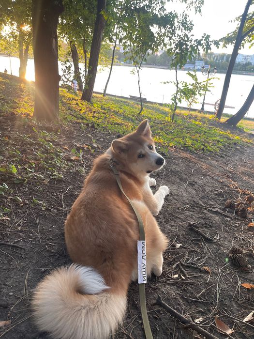 Pui de Akita inu