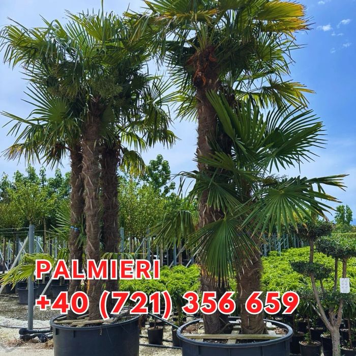 Tuia lilandi cupressocyparis & zmarard & multe alte plante va stam la