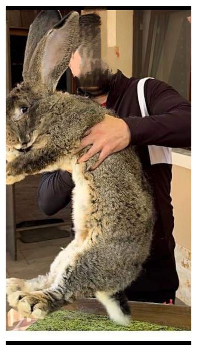 Продам кроликов разных пород все кролики здоровые прививки зделаны