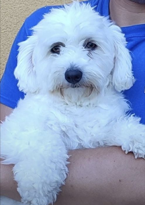 Donez cațelușă BICHON MALTESE