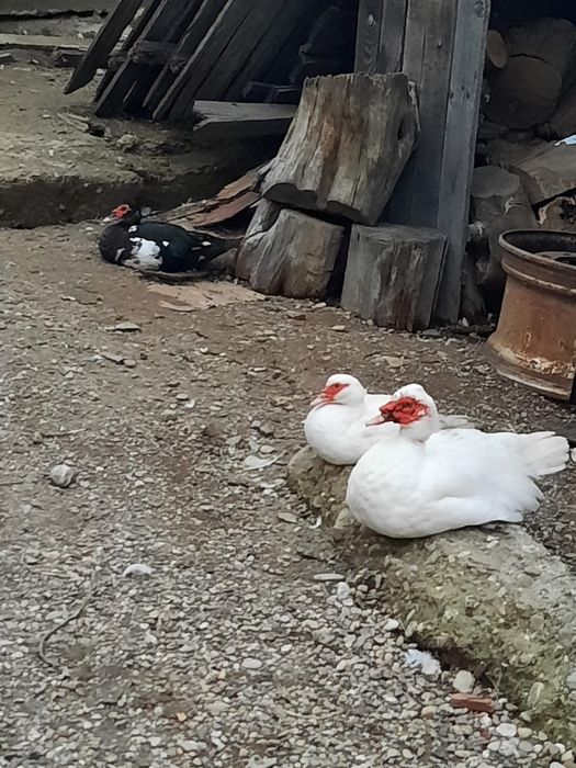 De vânzare rațe ciocolatiu și albe