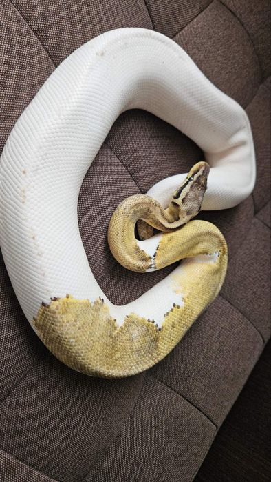 Кралски питон супер пастел пайд /змия
