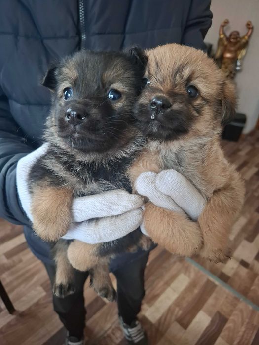 Щенки ,две девочки