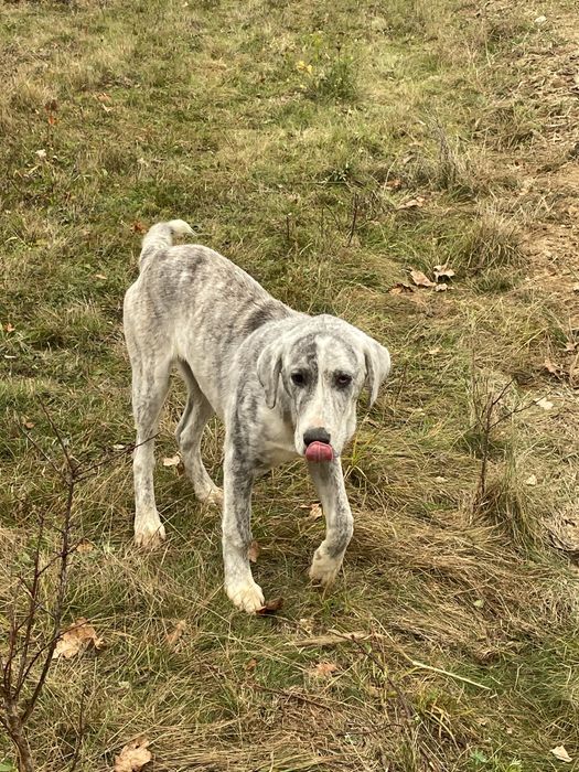 Ciobanesc Asia Centrala