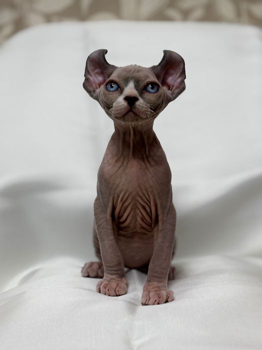 Котята сфинкс канадский и эльф