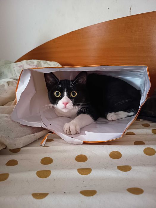 Spre adopție trei motani