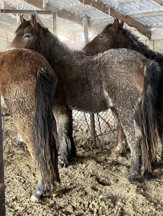 Жирные Согым Лошадей Тай Байтал