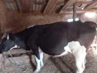 Корова с теленком 2.5 месяца