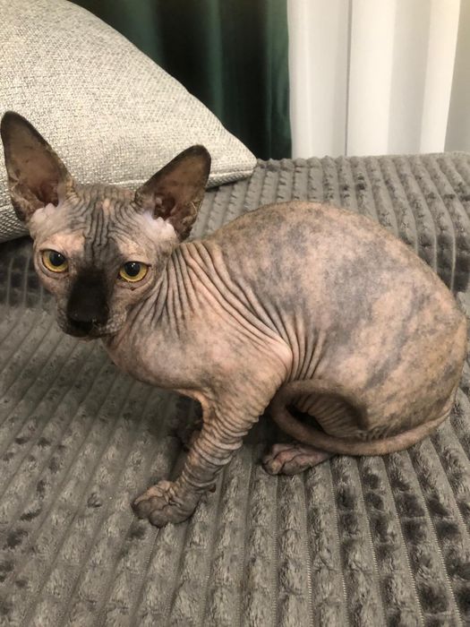 Pui fetita Sphynx / Sfinx