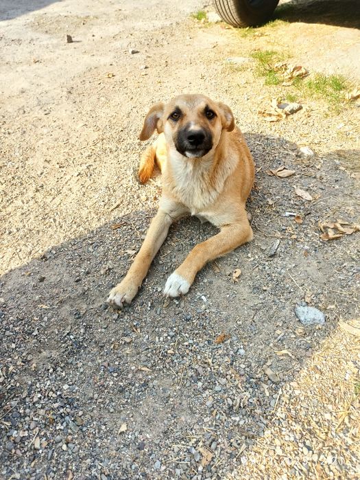 Отдам даром щенка в хорошие руки
