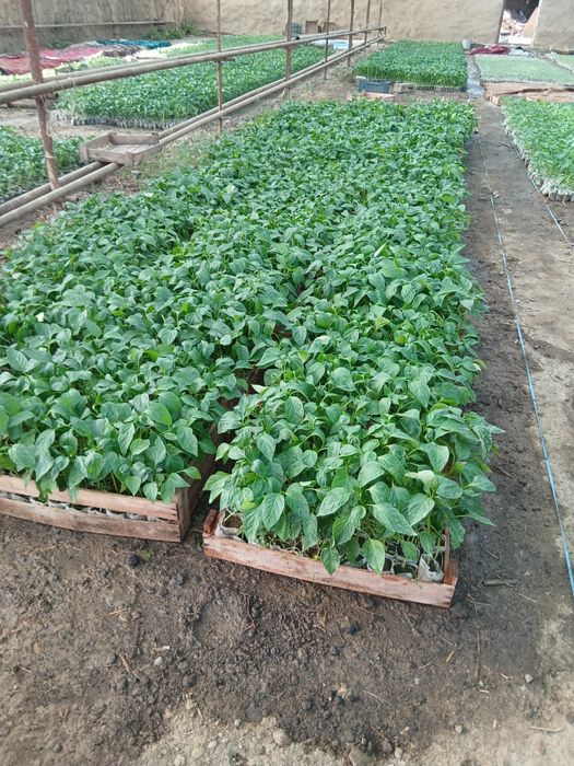 Памидор кучатлар бор