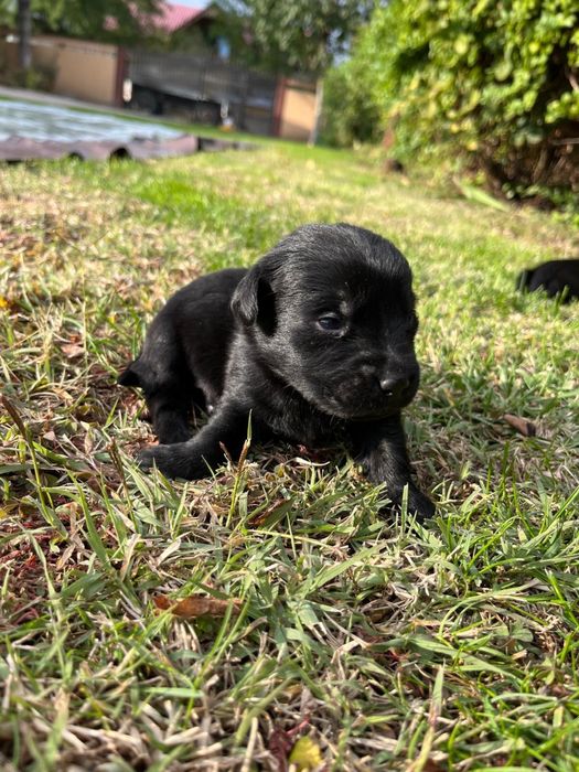 oferim catelusi golden retriever metis