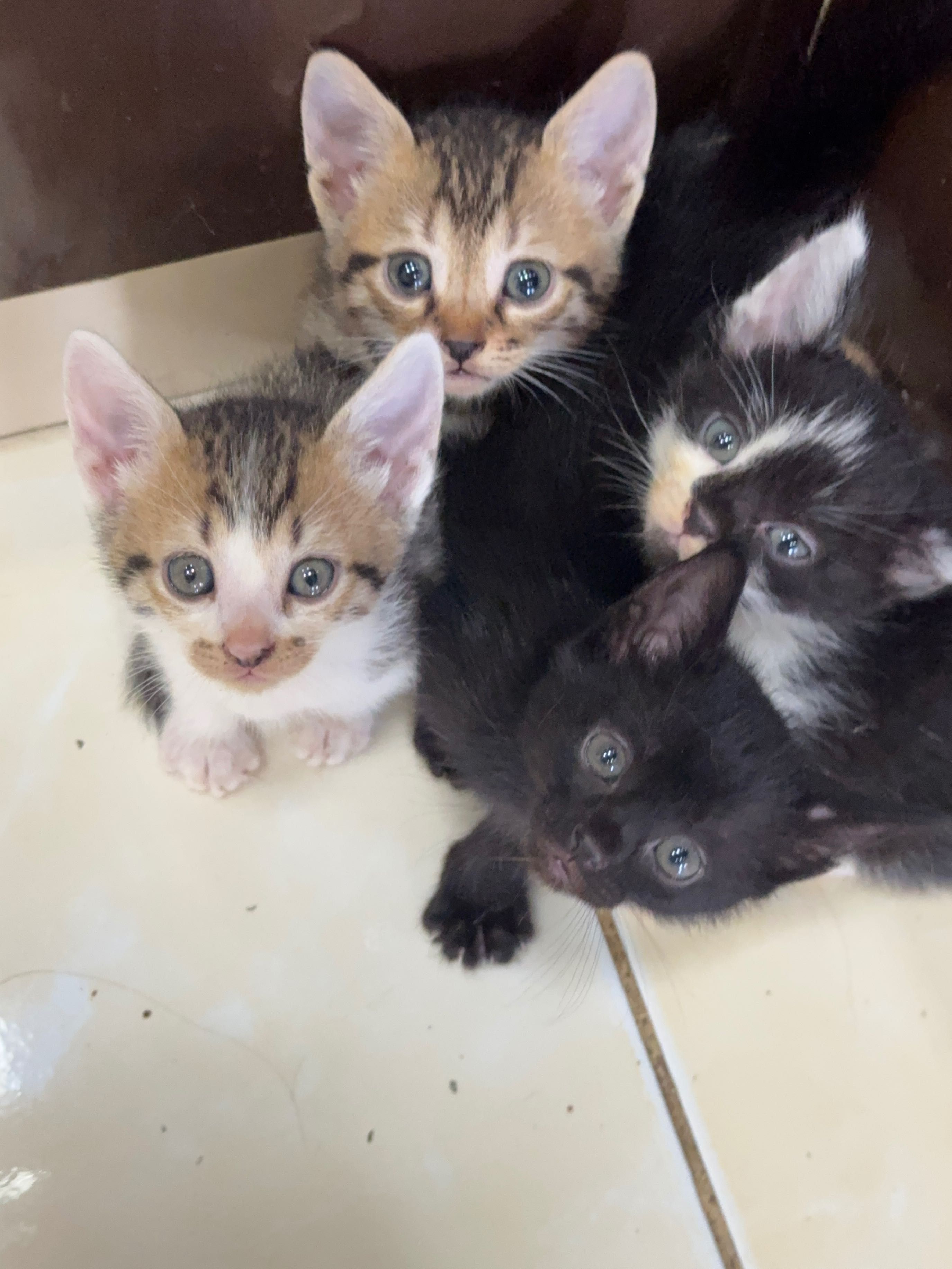Британские котята