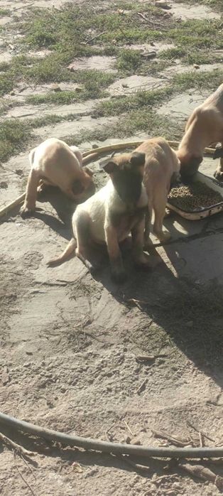 Продавам Белгийски овчарки- Малиноа
