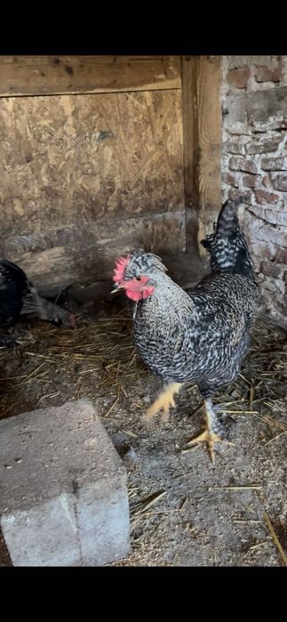 Vând cocoși tineri cu moț și Araucana