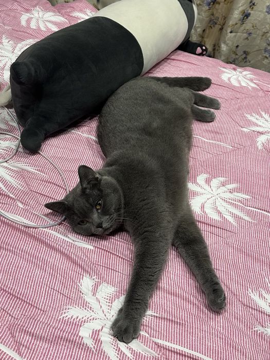 отдадим кота в добрые руки!