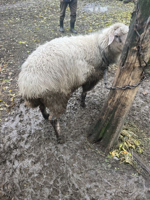Vând berbec,vârstă: 2 ani