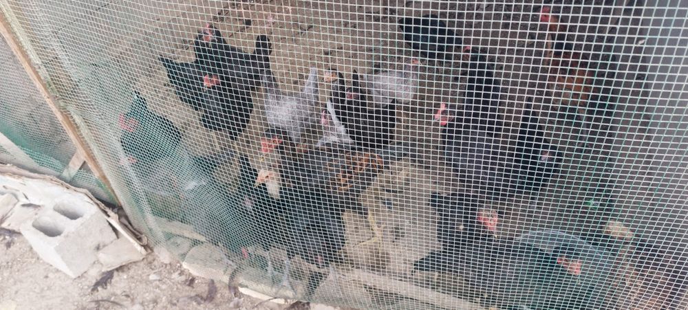 Qora tavuqla sotiladi 10ta